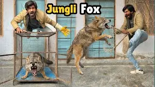 Fox Pagal Hogye! 😱 