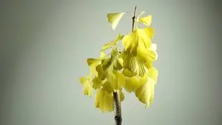 Ginkgo Biloba first presentation - (25.11.2019)