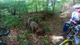 Humbie & Saltoun Woods, East Lothian - mtb