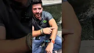 &ldquo;sick&rdquo; la mapache loquita en Reptour