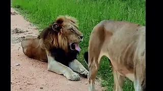 Solo King Red Road Male Lion still with his Son | Father & Son Coalition | 3 January 2026