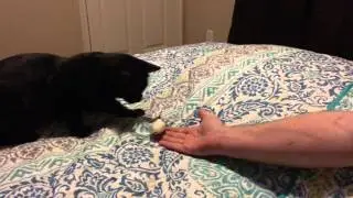 Bombay cat fetching mouse