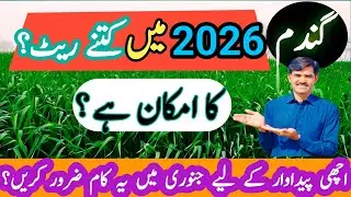 Expected Price of Wheat in 2026 | Wheat Rates 