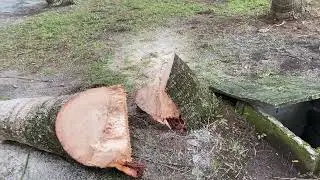 Harvesting Coconut Lumber