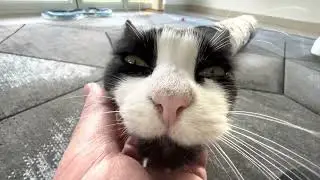 Cat Loves Chin Scratches