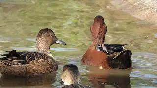 Cinnamon teal