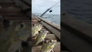 Mancing Mania | Keramba Peti Tenget Bali | Silver Tripodfish