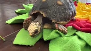 Ember Snuffle Mat 8/2/22