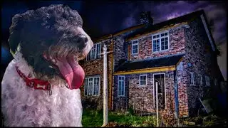 POV of a Dog exploring a insane genius&rsquo; ABANDONED house