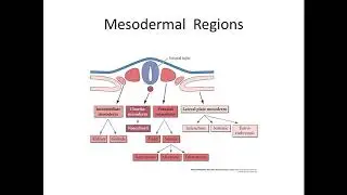 Dr.Mohammad Deeb ( Somites&folding )