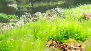Cogiendo el alga verde Ulva sp. en Banyalbufar