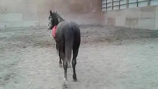Khobalt 2015 gelding dutch warmblood cross