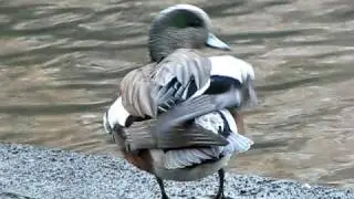 Widgeon Drake