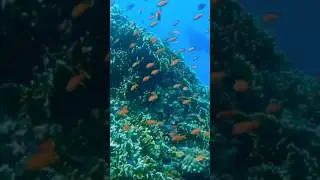Golden anthias and fire coral, Fiji, short