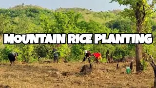 Planting Mountain Rice & Embracing Life in the Philippine Countryside