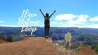 【ハワイ・カウアイ島】カウアイ島固有種イリアウが自生するループを歩く！Walk on Iliau Nature Loop to see Kauaʻi endemic!  #Hawaii #Kauai