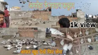 Amroha ke Gardan kabutar 80 k setup 93899 91443