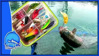 Esche ASSURDE VS Esche TROUT AREA - QUALI sono le MIGLIORI?