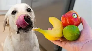 LABRADOR REVIEWS FRUITS!! *ADORABLE*