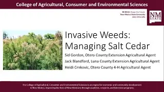 Invasive Weeds: Managing Salt Cedar