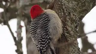 Red-bellied Woodpecker visiting my garden Jan 31, 2021. P1310117