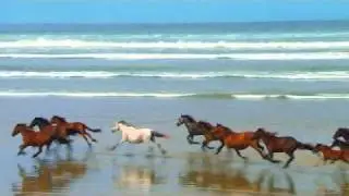 Caballos salvajes bailadores apare&aacute;ndose