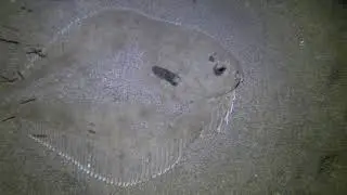 Master of Camouflage: Flounder Fish Perfectly Blends in With Victoria Seabed