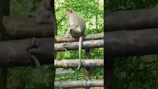 super star monkey sir #youtubeshorts