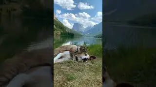 Breaking norms of food chain cute pets #shorts subscribe for more