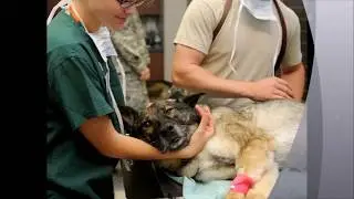 Emergency Vet Orlando Fl - Your pet waiting for you to call + 1 (407) 6270810