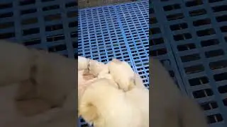 cute puppies #shorts