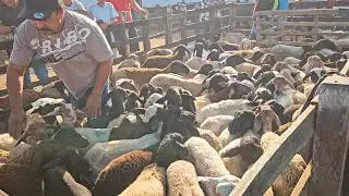 FEIRA DE CARNEIROS E SUÍNOS DE CACHOEIRINHA PE, (05/02/25)