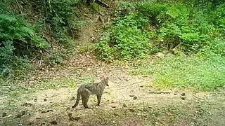 Evoluci&oacute; i r&agrave;pid creixement de dos gatons a l'Espai Natural de les Guilleries-Savassona