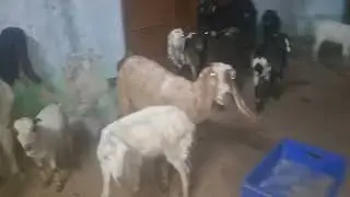 for sale goats 🐐  6500/-location - paradise share effect  mamidipally road  8179144771