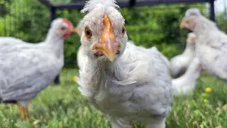 POOFS!!! Opal Legbar Baby Chicks Starting to Get Their POOFS!  Six Weeks Old at Buc~A~Buc Farm