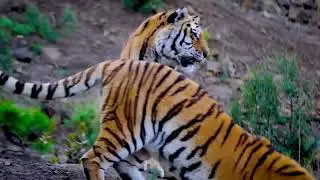 Cole&ccedil;&atilde;o Animais Terrestre