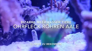Mein Großes Meerwasser Aquarium Spezial BIZARRE TIERE Ohrfleck Röhrenaale Wildfang Nachzucht Natur