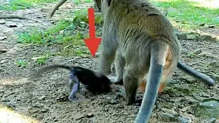 Help me mom!!! King Marcus hit baby Daniela to ground, newborn Daniela cry loudly