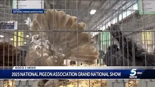 Largest pigeon show in U.S. held in Oklahoma City