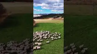 235 acres of the most unique, picturesque and productive farmland Utah has to offer.
