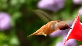 Rufous Hummingbirds