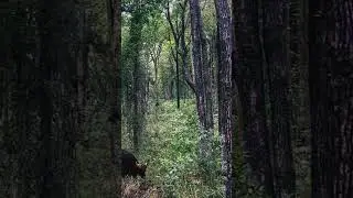 #mpforest