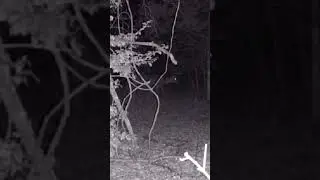 What does he score? / #music #deerhunter #deerhunting #deer #hunting #buckdeer #huntinggame #bucks