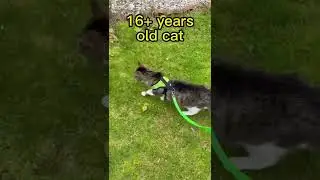 My dying cat last steps outside #catlovers #cat