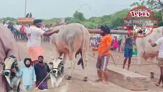 My Bull's 🦁Dharma&Daksha🦁Rock Pulling