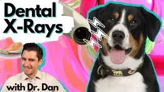 Do Veterinarians Take Dental X-rays?  Dr. Dan explains.