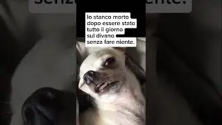 Giornate impegnative...🥱#humor #reels #risate