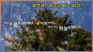 애벌레, 하늘을 나는 비밀? 애벌레의 죽음? #복음 #거듭남 #구원  #좋은씨앗의꿈