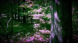Rattlewood 