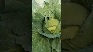 Grow Cabbage in Containers Successfully #shorts #viral #food #diy #youtubeshorts